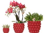 Set Di Piante Orchidea Rossa Phalaenopsis Congo E Succulente - Inclusi Vasi Ornamentali In Ceramica Con Bacche - Piante Da Appartamento In Fiore - Fresche Di Coltivazione