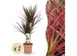 Dracaena Magenta – 2 Alberi Del Drago Facili Da Curare – 17 Cm – Altezza 70-80 Cm – Piante Da Interno Rosso-Verdi – Eleganti Piante Purificatrici Dell'aria Per Soggiorno, Ufficio E Camera Da Letto
