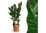 Zamioculcas – Pianta Zz 65-75 Cm – 17 Cm – Pianta Da Appartamento Verde Scuro Di Facile Manutenzione – Pianta Verde Robusta Per Soggiorno, Ufficio E Camera Da Letto