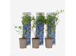 Mirtillo – 3 Piante – Vaccinium Corymbosum ‘Sunshine Blue’ – Altezza 25–40 Cm – Ø 9 Cm – Pianta Di Mirtillo Molto Produttiva Con Frutti Grandi – Resistente Al Freddo E Facile Da Curare – Ideale Per Giardini E Vasi