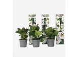 Ortensia Hydrangea – 3 Piante – Hydrangea Macrophylla Teller 'Benxi' – Altezza 25–40 Cm – Ø 9 Cm – Ortensia Rosa Con Grandi Infiorescenze – Resistente Al Freddo E Facile Da Curare – Per Giardini, Aiuole E Vasi