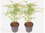Acero Giapponese – 2 Piante – Acer Palmatum 'Ukigumo' – Acero Ornamentale Con Foglie Verde-Bianco-Rosa – Albero Da Giardino Compatto E A Crescita Lenta – Facile Da Curare E Resistente Al Freddo – Altezza 50-60 Cm – Ø 19 Cm