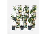 Set Di Passiflora – 6 Piante – Passiflora Edulis ‘Frederick’ – Altezza 25–40 Cm – Ø 9 Cm – Pianta Rampicante Sempreverde Con Fiori Profumati E Frutti Della Passione Commestibili – Per Giardino, Terrazza E Balcone