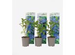 Ortensia - 3 Piante - Hydrangea Macrophylla 'Early Blue' - Altezza 25-40 Cm - Piante Ornamentali Blu Ø9 Cm - Resistente Al Freddo E Facile Da Curare - Ortensia Rustica Dalla Fioritura Rigogliosa Per Giardini, Terrazze E Balconi