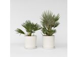 Palma Nana Vulcanica – 2 Piante – Chamaerops Humilis ‘Vulcano’ – Altezza 35–45 Cm – Ø 19 Cm – Palma A Ventaglio Resistente Al Freddo Proveniente Dalla Sicilia – Pianta Compatta Mediterranea Da Giardino E Da Vaso