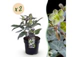 Rosa Di Natale Helleborus Sternii Silver Dollar – 2 Piante 14 Cm Di Altezza Circa 35 Cm – Sempreverde E Fioritura Invernale – Fiori Verdi Per Giardino, Aiuola, Balcone, Terrazza – Piante Perenni Robuste E Facili Da Curare