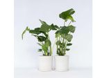 Monstera – 2 Piante – Monstera Deliciosa – Piante Tropicali Da Appartamento Con Foglie Grandi E Perforate – Altezza 50-60 Cm – Ø 17 Cm – Facili Da Curare E Purificatrici Dell'aria