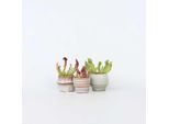 Pianta Tubolare Sarracenia Purpurea – 3 Piante – Altezza 10 Cm – Ø 6 Cm – Pianta Carnivora Con Foglie Carnivore Rosso Porpora – Pianta Palustre Che Ama Il Sole, Ideale Per Davanzali, Terrazze E Terrari