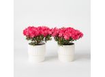 Rododendro Azalea – 2 Piante Rododendro Azalea Anouk – Pianta Da Giardino Sempreverde Con Fiori Rosa Tenue – Azalea Giapponese Per Aiuole, Terrazze E Balconi – Facile Da Curare E Compatta – Altezza 25–40 Cm – Ø 17 Cm