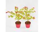 Acero Giapponese – 2 Piante – Acer Shirasawanum 'Moonrise' – Acero Ornamentale Con Foglie Giallo-Arancio E Rosse – Crescita Compatta, Resistente Al Freddo E Facile Da Curare – Per Giardini, Terrazze E Vasi – Altezza 40–50 Cm – Ø 19 Cm