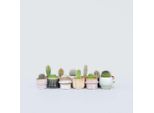 Mini Cactus – 12 Piante – Cactus Mix – Altezza 5–10 Cm – Ø 6 Cm – Piante Grasse Facili Da Curare In Formato Mini – Diverse Varietà – Piante Decorative Da Interno Per La Casa E L'ufficio