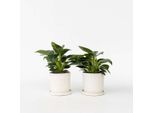 Philodendron "White Wave"" – 2 Piante – Pianta Da Appartamento Con Foglie Bianche – Altezza 25-40 Cm – Vaso Ø 12 Cm – Facile Da Curare E Decorativa Per Soggiorno, Ufficio E Interni"