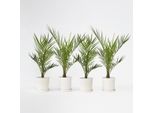 Palma Da Dattero Delle Canarie – 4 Piante – Phoenix Canariensis – Altezza 50–60 Cm – Ø 15 Cm – Palma Mediterranea Da Giardino E Terrazzo – Facile Da Curare E Moderatamente Resistente Al Freddo – Per Sole, Balcone E Vaso