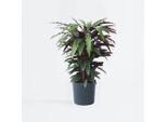Calathea Korbmarante – Calathea 'Wavestar' – Altezza 90 Cm – Grande Pianta Da Appartamento Con Foglie Frastagliate – Pianta Tropicale Che Purifica L'aria – Facile Da Curare E Decorativa