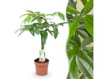 Pachira Aquatica Tronco Intrecciato – 60-70 Cm – 17 Cm – Albero Dei Soldi Facile Da Curare – Pianta Da Appartamento Verde Per Soggiorno E Ufficio – Purificante Dell'aria E Decorativa