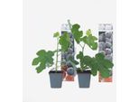 Albero Di Fico – 2 Piante – Ficus Carica Brown Turkey – Altezza 25–40 Cm – Ø 9 Cm – Piante Di Fico Resistenti Al Freddo Per Giardino, Balcone E Terrazza – Frutti Commestibili