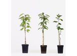 Meli – 3 Piante – Malus Domestica – Altezza 60–70 Cm – Ø 9 Cm – Alberi Da Frutto Resistenti Al Freddo Per Giardino, Terrazza E Balcone – Meli A Frutto Precoce Con Frutti Deliziosi