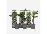 Set Di Ortensie Rampicanti – 3 Piante – Hydrangea Anomala Petiolaris – Altezza 25–40 Cm – Ø 9 Cm – Pianta Rampicante E Arbusto Resistente All'inverno – Fiori Bianchi Da Giugno Ad Agosto – Per Giardini, Recinzioni E Pareti Di Case