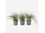 Fescella Blu-Verde – 3 Piante – Festuca Glauca ‘Elijah Blue’ – Altezza 10–15 Cm – Ø 9 Cm – Erba Ornamentale Sempreverde E Tappezzante – Erba Blu Resistente Al Freddo Per Giardini, Aiuole E Balconi
