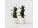 Lillà Della California – 2 Piante – Ceanothus Thyrsiflorus Repens – Lillà Della California Sempreverde Con Fiori Viola-Blu – Arbusto Ornamentale E Pianta Rampicante – Resistente Al Freddo E Facile Da Curare – Altezza 60-70 Cm – Ø 17 Cm