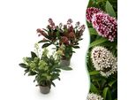 Skimmia Japonica Duo Rubella & Finchy – 2 Piante 10,5 Cm Di Altezza Circa 25 Cm – Fioritura Bianca E Rossa – 10+ Fiori – Resistente Al Freddo E Sempreverde – Per Aiuole, Balconi E Terrazze