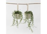 Banano Rampicante – 2 Piante – Senecio Radicans – Pianta Rampicante E Succulenta – Altezza 10–20 Cm – Ø 12 Cm – Facile Da Curare E Ideale Per Luoghi Soleggiati