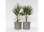 Palma Nana – 2 Piante Chamaerops Humilis – Palma Nana Europea – Pianta Da Vaso Resistente Al Freddo E Robusta – Per Giardino, Terrazza E Balcone – Facile Da Curare E Tollerante Al Sole – Altezza 70–80 Cm – Ø 21 Cm