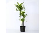 Dracaena Lemon Lime – Altezza 130–140 Cm – Ø 24 Cm – Grande Albero Di Drago Con Foglie Bicolori – Pianta Da Appartamento Facile Da Curare E Che Purifica L'aria – Ideale Per Il Soggiorno E L'ufficio