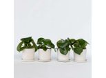 Set Di Piante Ornamentali – 4 Piante – Peperomia Polybotrya Raindrop – Altezza 20–30 Cm – Ø 12 Cm – Piante Da Interno Che Purificano L'aria Con Foglie A Forma Di Goccia – Piante Verdi Facili Da Curare Per La Casa E L'ufficio