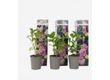 Ortensia - 3 Piante - Hydrangea Macrophylla 'Early Pink' - Altezza 25-40 Cm - Piante Ornamentali Ø9 Cm - Ortensia Rosa Rustica - Resistente Al Freddo, Facile Da Curare E Perenne - Per Giardino, Terrazza E Balcone