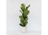Ficus Violino – Ficus Lyrata – Grande Pianta Da Appartamento Con Foglie Xxl – Pianta Decorativa Tropicale E Purificatrice Dell'aria – Facile Da Curare E Robusta – Altezza 70-90 Cm – Ø 21 Cm
