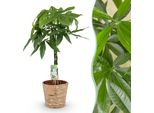 Pachira Aquatica Con Tronco Intrecciato – 80-90 Cm – 21 Cm – Cesto Incluso – Albero Dei Soldi Facile Da Curare – Pianta Verde Che Purifica L'aria