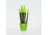 Sansevieria Cylindrica – Sansevieria Cilindrica – Altezza 20-40 Cm – 9 Cm – Pianta Da Appartamento Facile Da Curare – Purificante Dell'aria E Decorativa – Per Soggiorno, Ufficio E Camera Da Letto