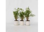 Bambù – 3 Piante Fargesia Rufa – Bambù Verde Da Giardino – Sempreverde, Resistente Al Freddo E Non Invasivo – Ideale Come Siepe O Pianta Da Vaso – Facile Da Curare E Robusto – Altezza 25–40 Cm – Ø 13 Cm