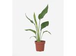 Fiore Uccello Del Paradiso – Strelitzia Reginae – Altezza 25–40 Cm – Ø 9 Cm – Pianta Da Appartamento Esotica Con Fiori Arancioni E Blu – Pianta Decorativa Tropicale Per Soggiorno E Terrazza