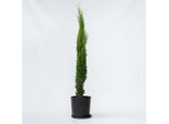Cipresso Mediterraneo – Cupressus Sempervirens – Altezza 70–80 Cm – Ø 19 Cm – Conifera Sempreverde Con Portamento Colonnare – Cipresso Resistente Al Freddo Per Giardini E Terrazze – Pianta Toscana Di Facile Manutenzione