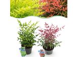 Bambù Celeste Nandina Duo - Giallo E Rosso - 2 Piante - Sempreverde - Facile Da Curare - 17 Cm Di Altezza 45 Cm