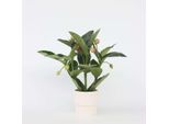 Rosenmedinilla – Medinilla Magnifica – Altezza 55–60 Cm – Pianta Da Appartamento Esotica Con Grappoli Di Fiori Rosa – Pianta Tropicale Con Foglie Lucide – Facile Da Curare E Decorativa