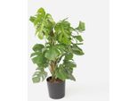 Monstera Deliciosa – Altezza 120–130 Cm – Ø 24 Cm – Grande Foglia Con Bastoncino Di Muschio – Pianta Da Appartamento Che Purifica L'aria Con Tipiche Fessure Sulle Foglie – Decorazione Tropicale E Di Facile Manutenzione Per La Casa E L'ufficio