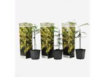 Mimosa – Acacia Argentata – 3 Piante – Mimosa Dealbata – Fiori Gialli Profumati – Arbusto Ornamentale Sempreverde E Pianta Da Appartamento – Fioritura Precoce Dall'australia – Facile Da Curare E Decorativa – Altezza 25-40 Cm – Ø 9 Cm