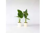 Alocasia – 2 Piante Alocasia Odora – Orecchio Di Elefante / Giglio Profumato Notturno – Pianta Tropicale Da Appartamento Con Foglie Grandi Ed Erette – Facile Da Curare E Decorativa – Altezza 55–75 Cm – Ø 17 Cm