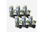 Plumbago Auriculata – 6 Piante – Plumbago Auriculata – Altezza 25-40 Cm – ⌀9 Cm – Pianta Rampicante Ricca Di Fiori Azzurri – Per Giardino, Terrazza E Vaso