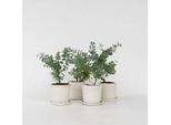 Eucalipto – 6 Piante – Eucalyptus Pulverulenta "Baby Blue"" – Pianta Ornamentale Profumata Con Foglie Blu-Argento – Altezza 25-40 Cm – Ø 12 Cm – Per Interni Ed Esterni, Moderatamente Resistente Al Freddo"
