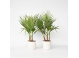 Palma Messicana – 2 Piante – Washingtonia Robusta – Altezza 70–90 Cm – Ø 21 Cm – Palma A Crescita Rapida Per Terrazze, Giardini E Interni – Pianta Verde Esotica, Non Resistente Al Freddo