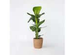 Strelitzia Nicolai – Fiore Dell'uccello Del Paradiso – Altezza 55-70 Cm – Ø 17 Cm – Grande Pianta Tropicale Da Interno In Cesto Decorativo – Facile Da Curare E Purificante Dell'aria – Esotica Strelitzia Proveniente Dal Sudafrica