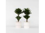 Dracaena Dracaena – 2 Piante – Dracaena Surculosa – Altezza 50–65 Cm – Ø 17 Cm – Piante Tropicali Da Interno Con Foglie Verde Scuro – Facili Da Curare E Purificatrici Dell'aria – Per Soggiorno E Ufficio