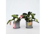 Rosenmedinilla – 2 Piante – Medinilla Magnifica – Altezza 40–50 Cm – Ø 17 Cm – Pianta Da Appartamento Esotica Con Grappoli Di Fiori Rosa – Pianta Tropicale Da Fiore Per Soggiorno E Giardino D'inverno