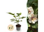 Magnolia Sieboldii – 3 Piante – 12 Cm – Altezza Circa 30 Cm – Arbusto Ornamentale Deciduo Con Fiori Bianchi Profumati E Centro Rosso Per Aiuole, Balconi E Terrazze