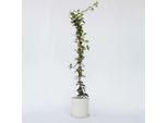 Gelsomino – Trachelospermum Jasminoides – Altezza 110–120 Cm – Ø 17 Cm – Gelsomino Stellato Sempreverde Con Fiori Bianchi Profumati – Gelsomino Rampicante Toscano Per Giardini, Terrazze E Balconi