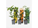 Mix Di Piante Agrumate – 3 Piante – Limone, Arancio E Lime – Altezza 25–40 Cm – Ø 9 Cm – Piante Mediterranee Da Interno, Balcone E Terrazzo – Sempreverdi E Aromatiche
